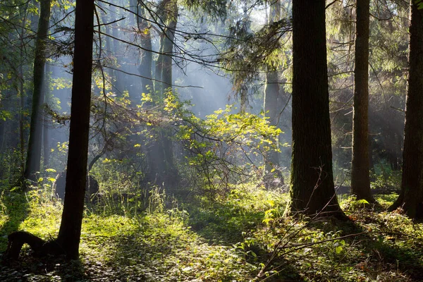Rayon Soleil Entrant Dans Une Riche Forêt Feuillus Matin Brumeux — Photo
