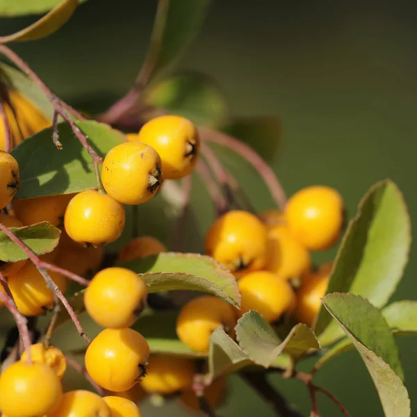Amarelo Verde Cereja Frutas Árvore — Fotografia de Stock
