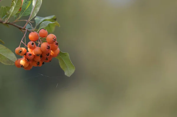 Piękne Botaniczne Ujęcie Naturalna Tapeta — Zdjęcie stockowe