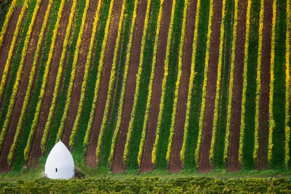 Trulli Wijngaarden — Stockfoto