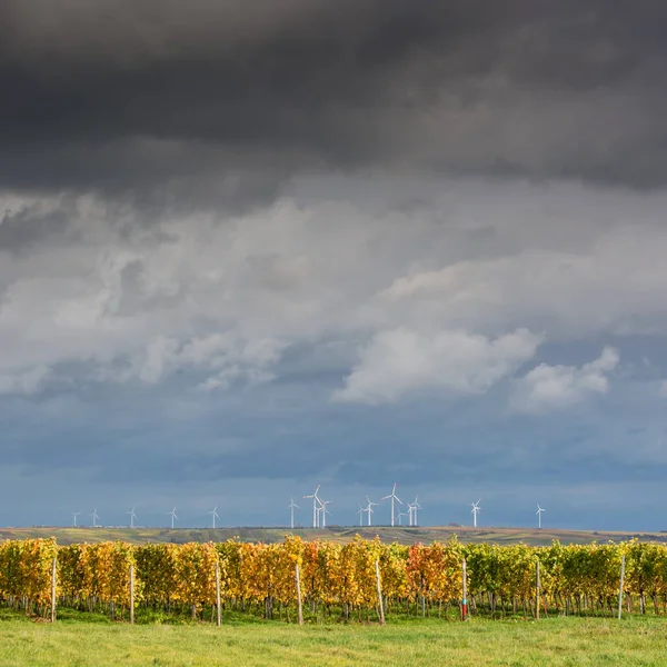 Landwirtschaft Und Laub Weinrebe — Stockfoto