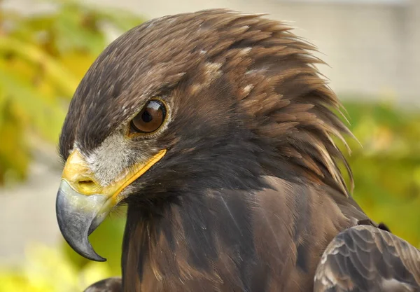 Schilderachtig Uitzicht Majestueuze Gouden Adelaar Wilde Natuur — Stockfoto