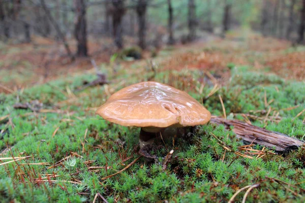 Some Nice Mushroom Green Moss — Stock Photo, Image