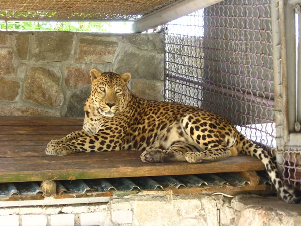 Leopard Liegt Der Bar Des Zoos — Stockfoto