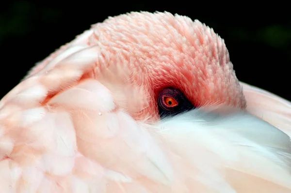 美丽的火烈鸟自然景观 — 图库照片