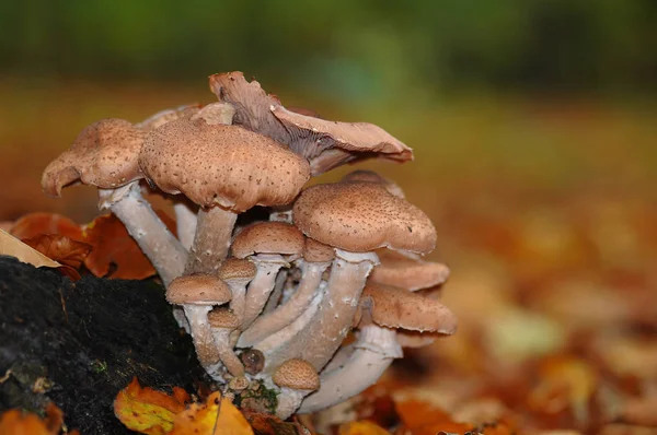 Culture Champignons Dans Forêt Fond Nature — Photo