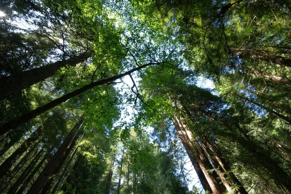 sequoia trees, huge tree, nature flora