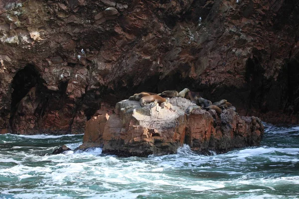 Focas Islas Ballestas —  Fotos de Stock