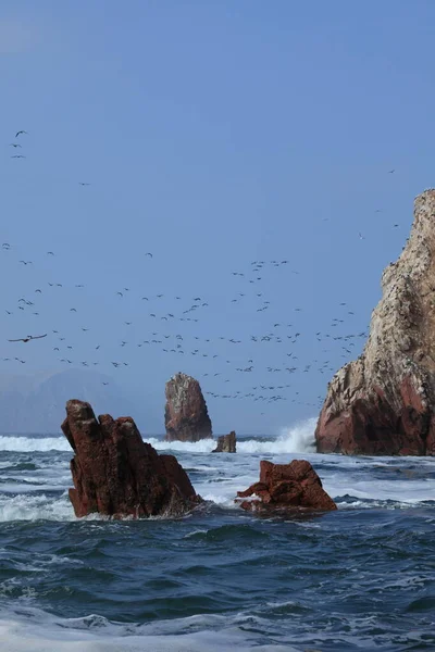 Islas Ballestas Paradiso Degli Uccelli Peru — Foto Stock