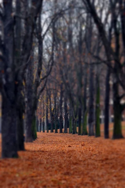 Parkta Sonbahar — Stok fotoğraf