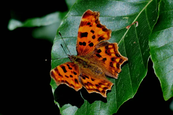 이국적 나비를 가까이 야생의 — 스톡 사진