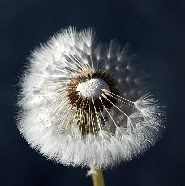 Doğal Karahindiba Çiçeğinin Güzel Manzarası — Stok fotoğraf