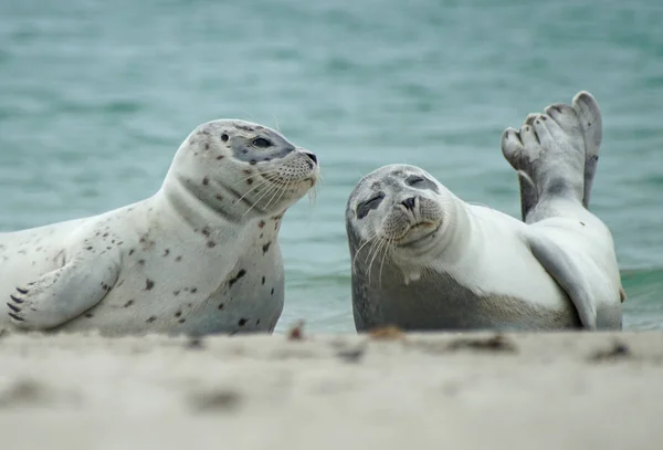 Twee Jonge Mannelijke Zeehond Staan Het Strand — Stockfoto