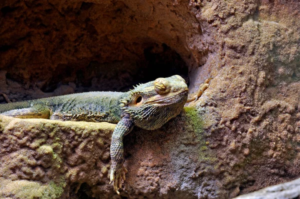 Dragão Barbudo Lagarto Exótico Reptiliano — Fotografia de Stock