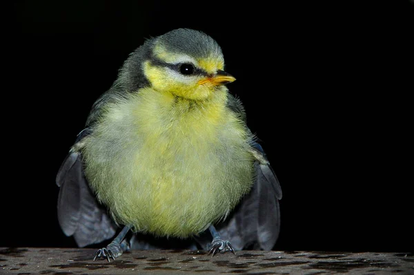 Scenic View Beautiful Blue Tit Nature — Stockfoto