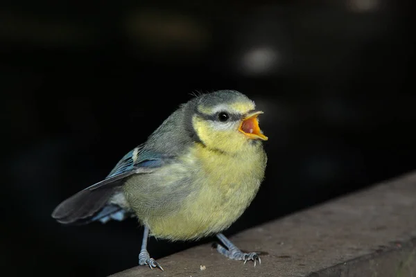 Malerische Ansicht Der Schönen Meise Vogel — Stockfoto