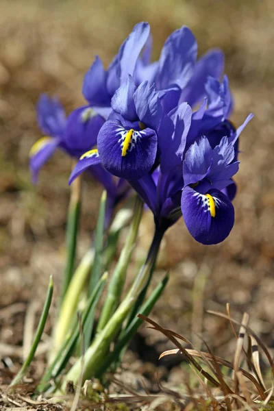 Iris Reticulata Invernale — Foto Stock