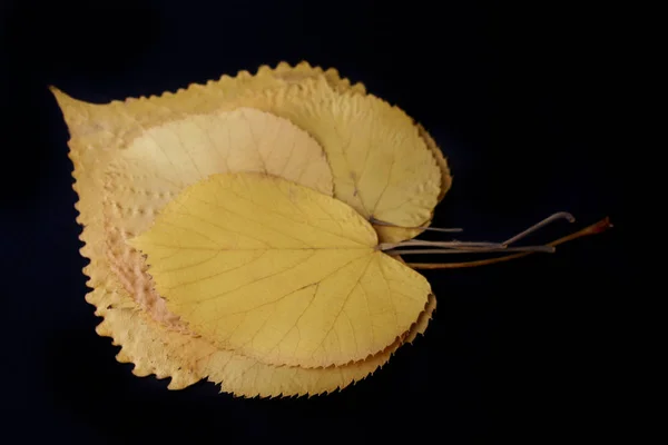 Прижатые Осенние Листья Заднем Плане Закрыть — стоковое фото