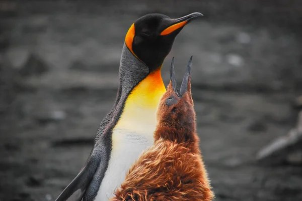 南ジョージアのヒナとペンギン王 — ストック写真