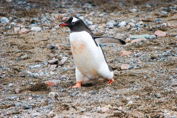 南ジョージアのネコ港にペンギンがいます — ストック写真