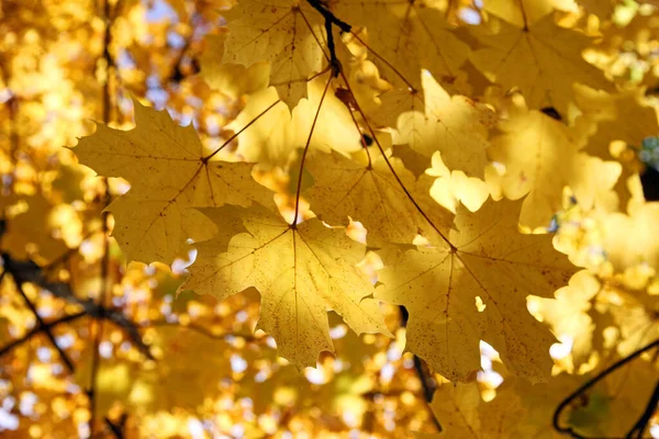 Goldener Herbst Auf Hintergrund Nahaufnahme — Stockfoto