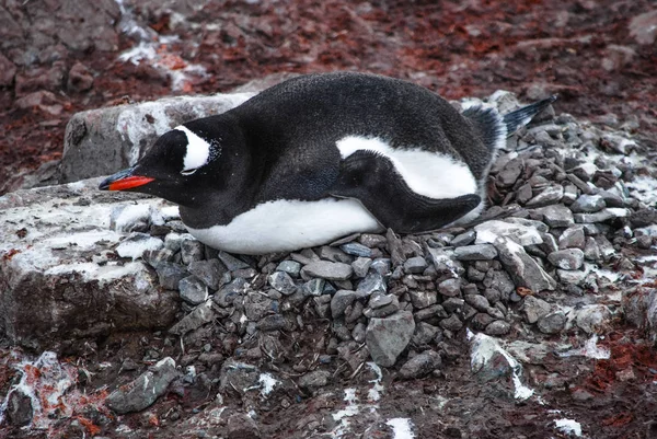 Μελαγχολικός Βλάκας Πιγκουίνος Φωλιά Ροκ Του Antarctica — Φωτογραφία Αρχείου