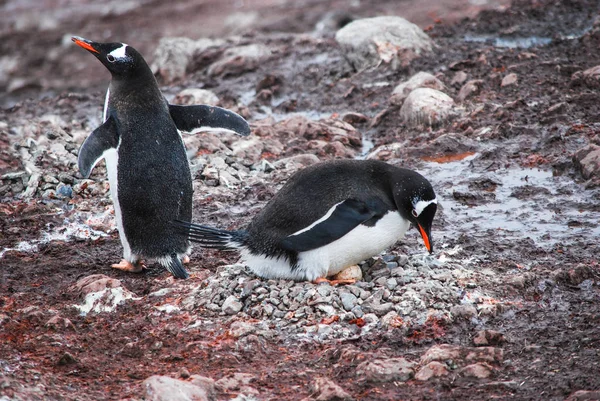 Γάιδαροι Πιγκουίνοι Λιμάνι Neko Antarctica — Φωτογραφία Αρχείου