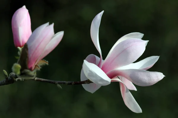 Magnolia Fgeri Diva Cologne — стоковое фото