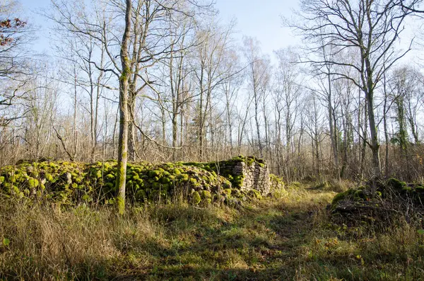 Mossy Ruiny Głęboko Lesie Wyspie Oland Szwecji — Zdjęcie stockowe