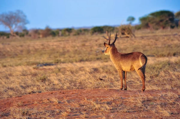 Antilope Dans Brousse Afrique — Photo