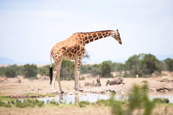 Girafa Parque Nacional Tsavo Kenya — Fotografia de Stock