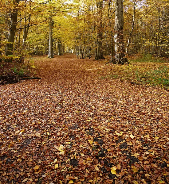 Coloração Outono Floresta — Fotografia de Stock