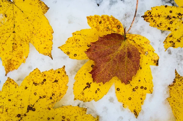 Осенние Листья Снегу — стоковое фото