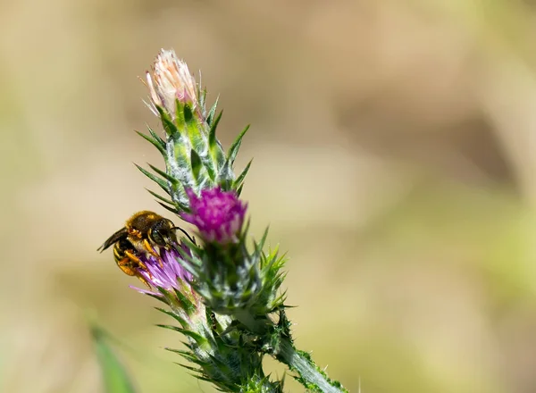 bee on a purple dandelion flower