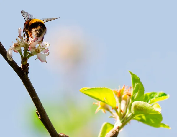 Čmelák Apple Květ — Stock fotografie