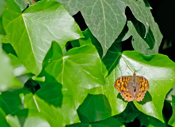 Borboleta Cor Laranja Uma Folha Hera — Fotografia de Stock