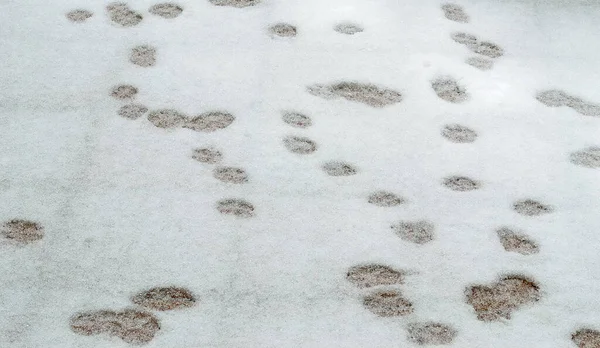 Несколько Следов Флаере Покрытом Белым Снегом — стоковое фото