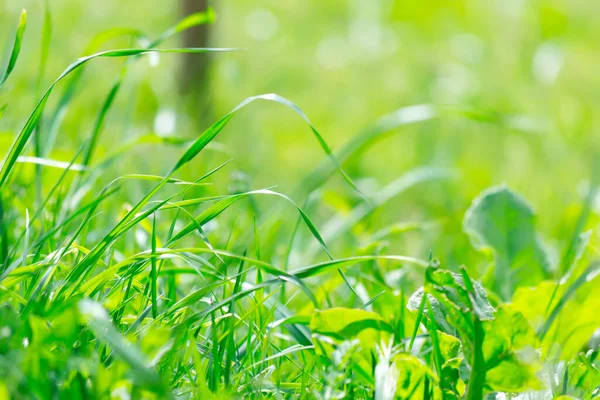 Detail Green Grass Sunny Day — Stock Photo, Image