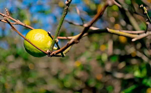 Dettaglio Piccolo Limone Sull Albero — Foto Stock