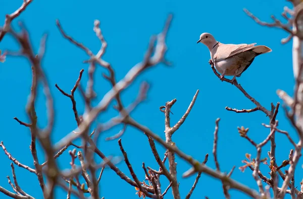 นกพ ราบเต าบนก งไม — ภาพถ่ายสต็อก