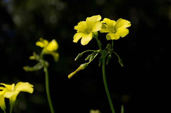 Flores Amarillas Cerca — Foto de Stock