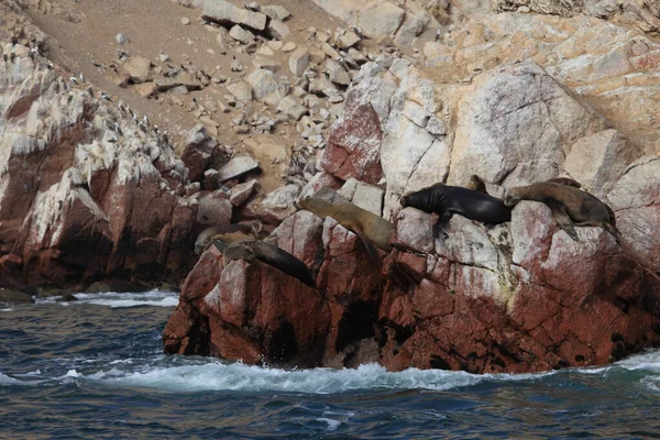 Robben Auf Islas Ballestas — Stockfoto