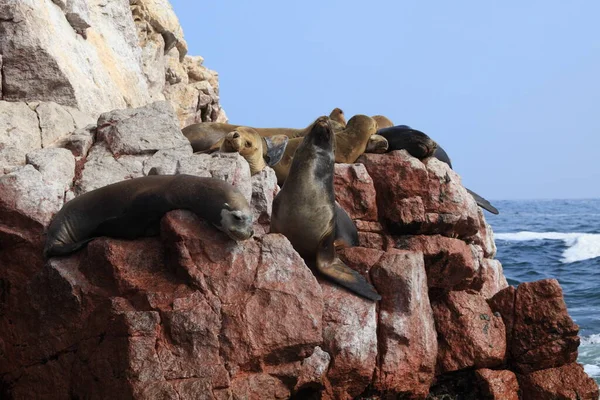 Focas Islas Ballestas — Foto de Stock