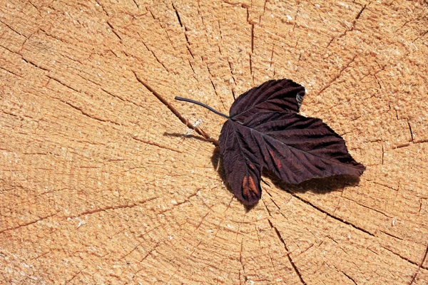 木制桦树 — 图库照片