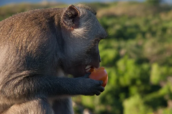 Profil Latéral Seul Macaque Mangeant Une Tomate Sur Dessus Temple — Photo