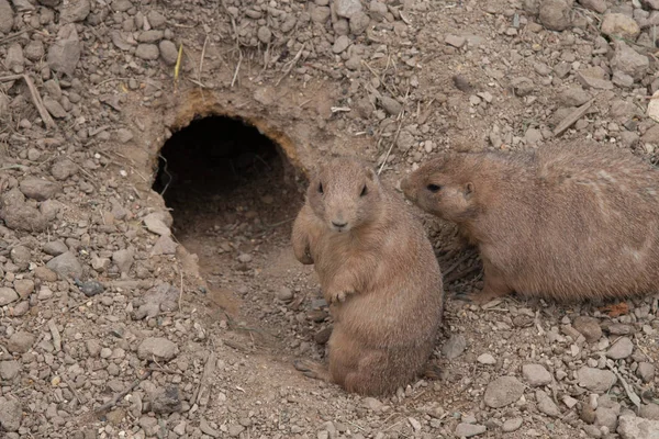 Prateria Cane Animali Selvatici Genere Cynomys Criceto — Foto Stock