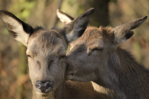 Wilde Edelherten Natuurfauna Wilde Dieren Van Herten — Stockfoto