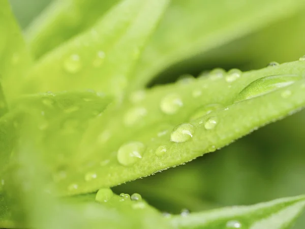 Mooi Botanisch Schot Natuurlijk Behang — Stockfoto