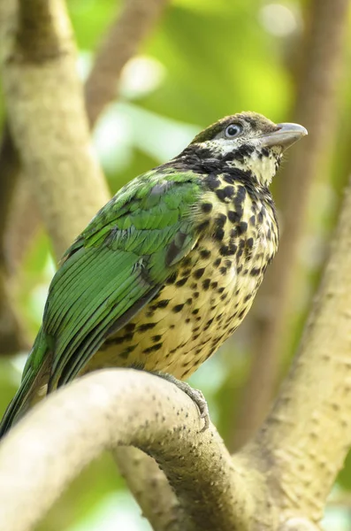 Vista Panorámica Hermoso Pájaro Naturaleza — Foto de Stock