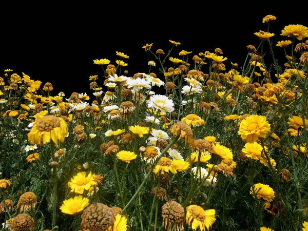 Muitas Flores Amarelas Brancas Costas Pretas — Fotografia de Stock